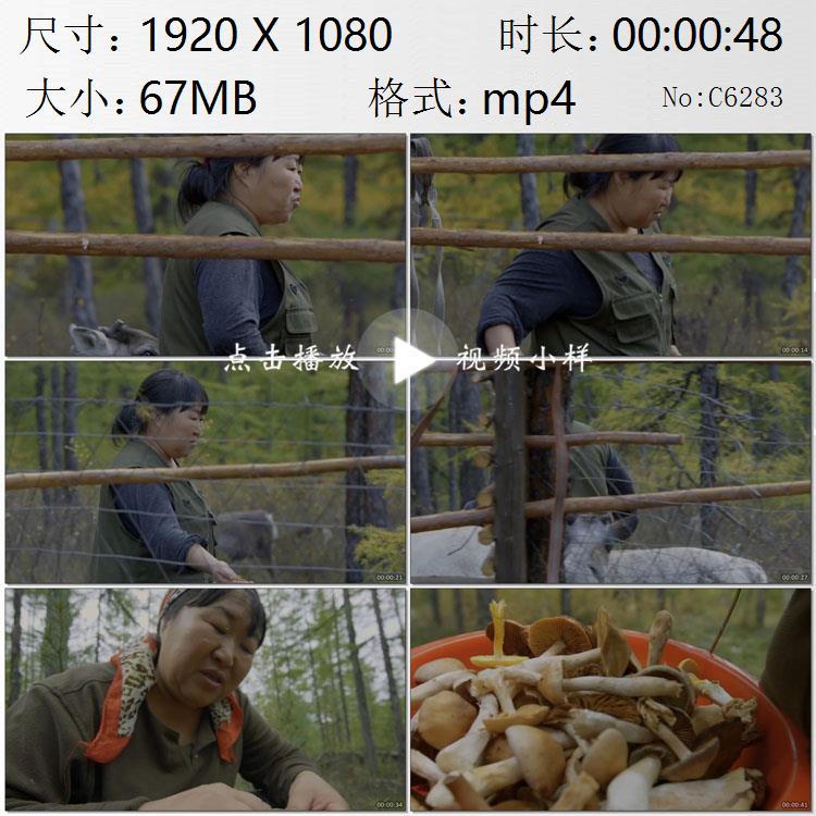 内蒙古鄂温克族妇女饲养驯鹿在山中采蘑菇高清实拍视频素材