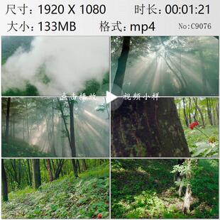 航拍吉林长白山抚松县透过森林树木的阳光人参种植实拍视频素材