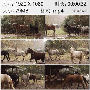 冬天鹅毛大雪马群奔跑骏马良种马高清实拍视频素材