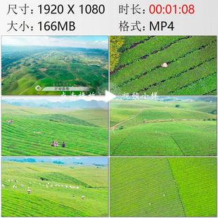 航拍贵州遵义湄潭县万亩茶海茶园茶农用采茶机采茶实拍视频素材