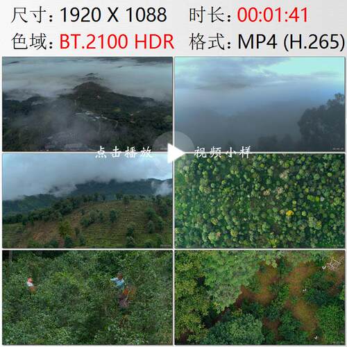 航拍云南普洱景迈山茶农妇女们上山采茶古茶树园高清实拍视频素材