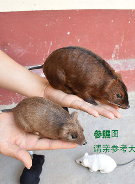 真皮仿真老鼠动物模型公