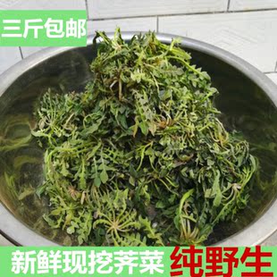 新鲜荠菜地菜春季野菜现挖野菜野荠菜嫩荠菜500g包邮陕西合阳特产