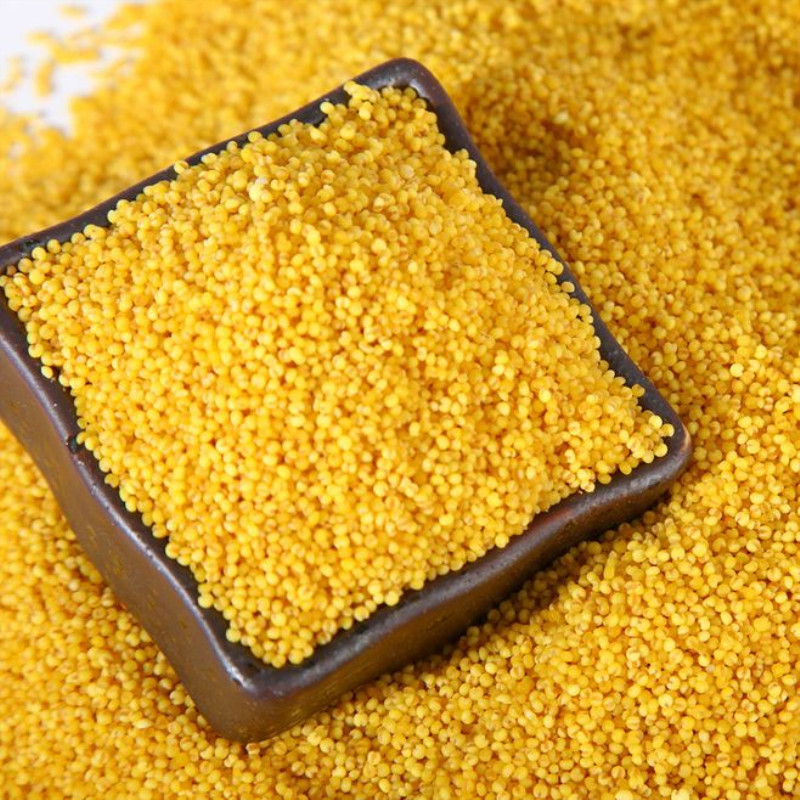 新货农家黄小米食用米熬粥食用小米关中现货5斤包邮陕西合阳特产