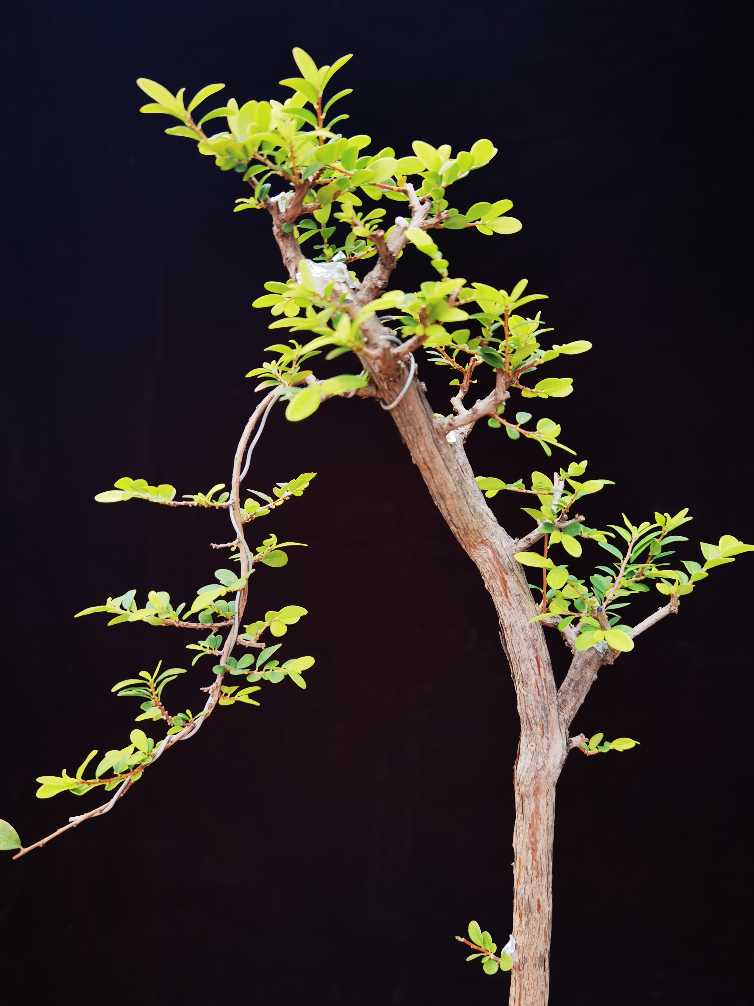 小叶山格木盆景矮霸老桩素材阳台四季常青好养易活脱盆带土球包邮