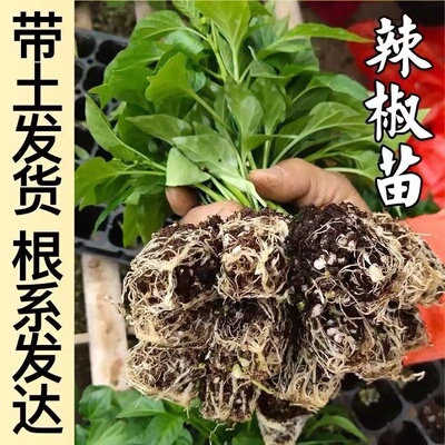 辣椒秧苗带土薄皮椒长线椒苗盆栽