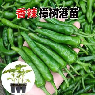 樟树港辣椒秧苗带土薄皮椒长线椒苗螺丝椒苗牛角椒苗高产阳台盆栽