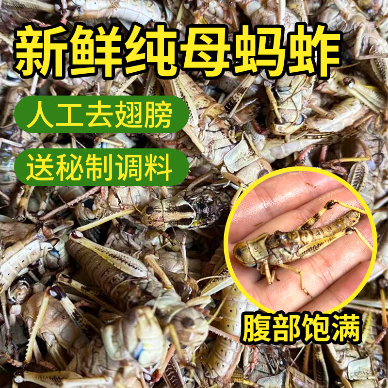 新鲜蚂蚱人工养殖食用虫活体速冻纯母混合蚂蚱蝗虫蚱蜢带籽卵昆虫