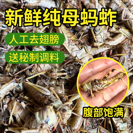 新鲜蚂蚱人工养殖食用虫活体速冻纯母混合蚂蚱蝗虫蚱蜢带籽卵昆虫