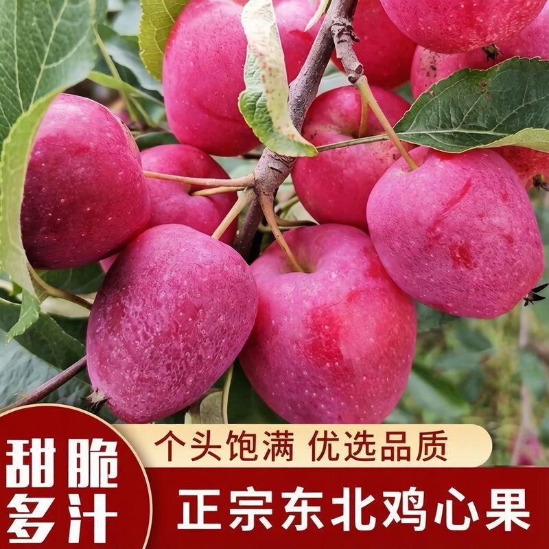 正宗东北鸡心果锦绣海棠果酸甜脆爽新鲜小苹果现摘特产水果不打蜡