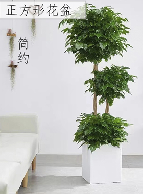 四方形花盆加厚PP塑料北欧简约轻奢高级感白灰色散尾葵龙血树室内