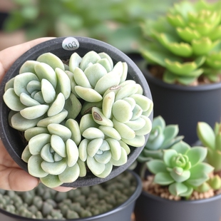 一物一拍多头群生多肉植物白底奶油冰玉办公室阳台室内小盆栽室外