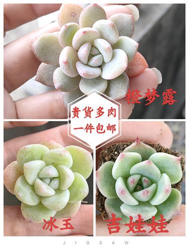 多肉植物办公室阳台小盆栽多肉冰玉，橙梦露，吉娃娃穴盘小苗包邮