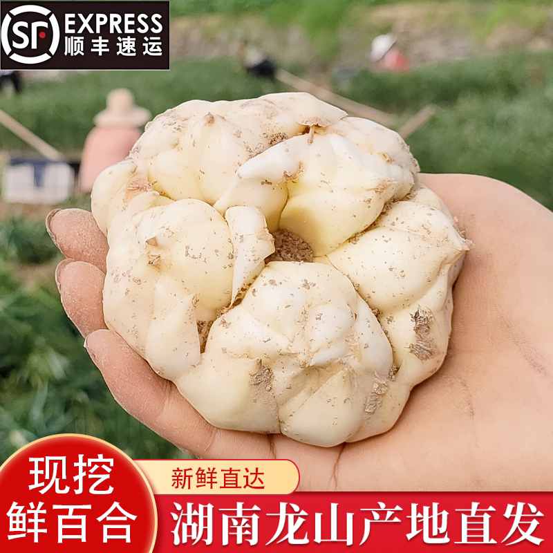 食用鲜百合产地现挖现发图片
