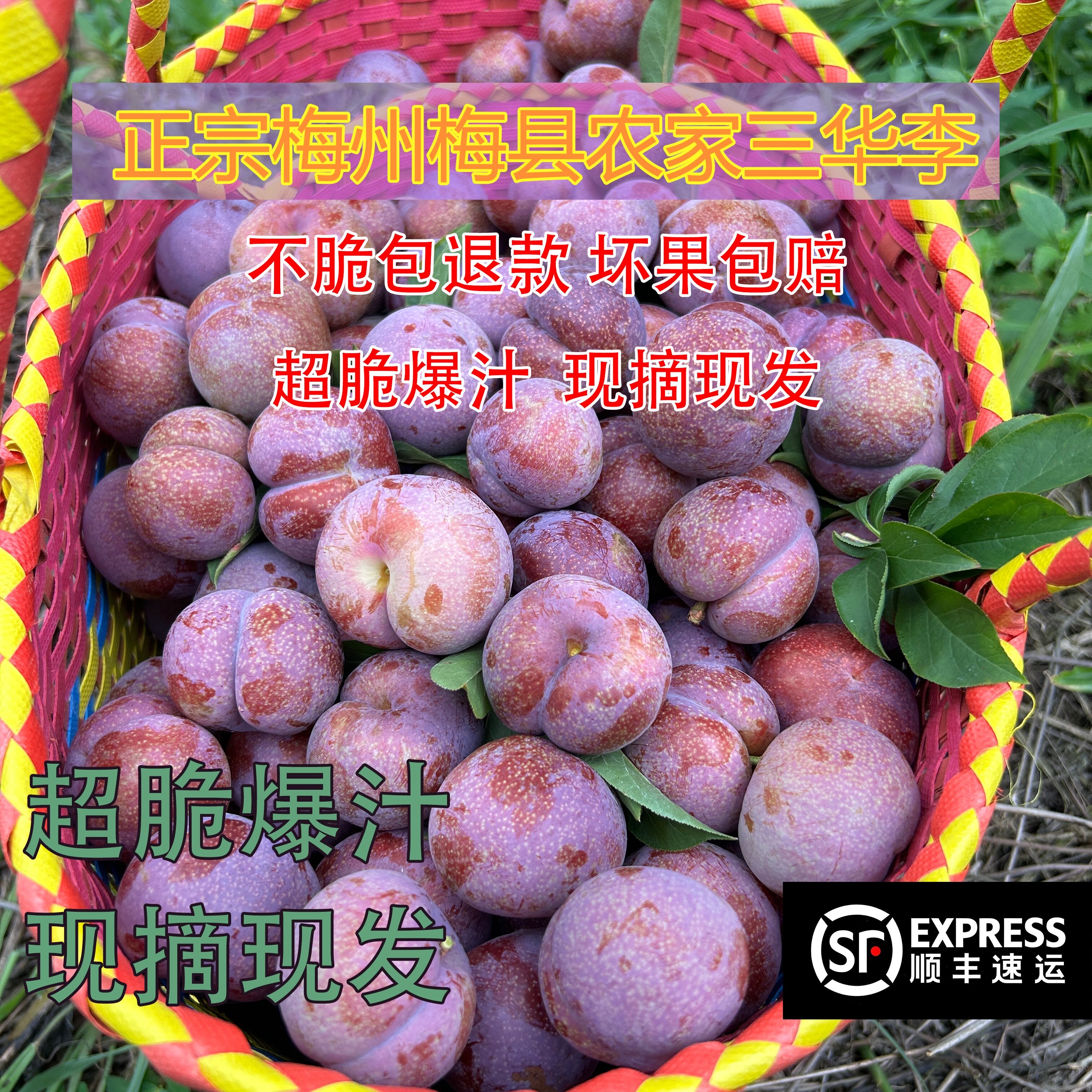 现货顺丰10斤梅州三华李子大果酸脆红心新鲜现摘当季水果青李孕妇