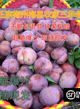 现货顺丰10斤梅州三华李特大果酸脆红心新鲜现摘当季水果青李孕妇