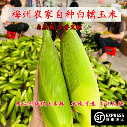 现货10斤顺丰正宗梅州农家带叶白糯玉米甜嫩糯新鲜现摘当季孕妇