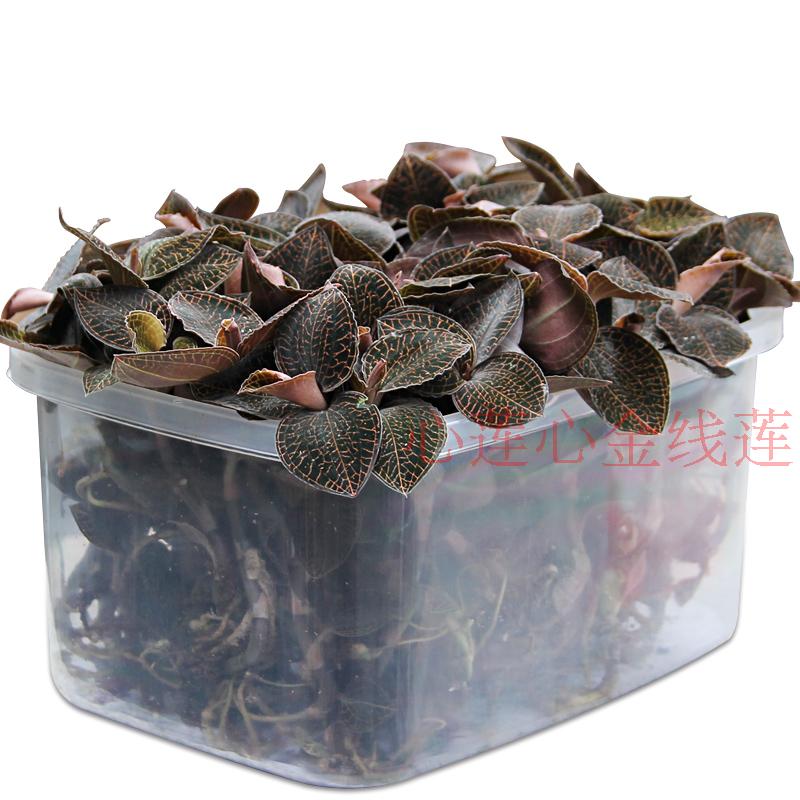 种植鲜品新鲜南靖500克金线莲