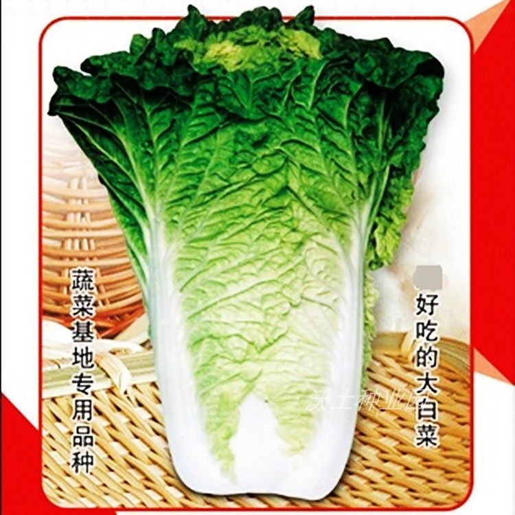 秋白六号白菜种子特别好吃好卖生育期短东北二伏种白帮黄心腌酸菜