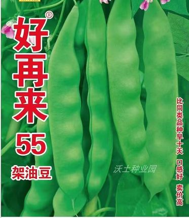 好再来55油豆角种子特好吃早熟高产特能结翠绿东北吉林公主岭宏宇