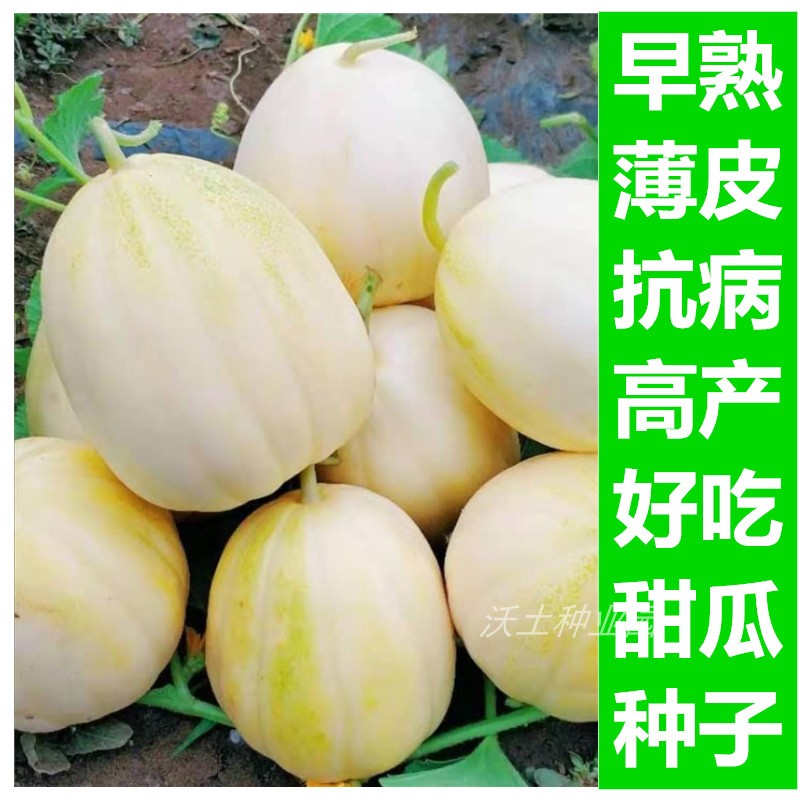 真能结吉林甜瓜种子早熟高产薄皮黄白口感好长春璇瑞一号厂家封装