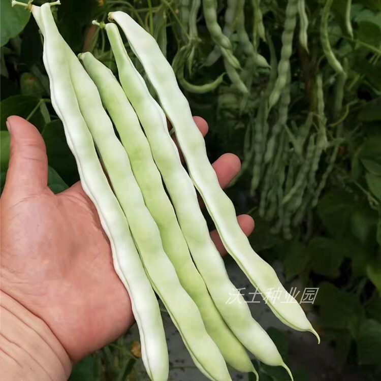 架豆种子架芸豆大连白摘不败特能结乘风破浪耐低温早熟大棚露地好