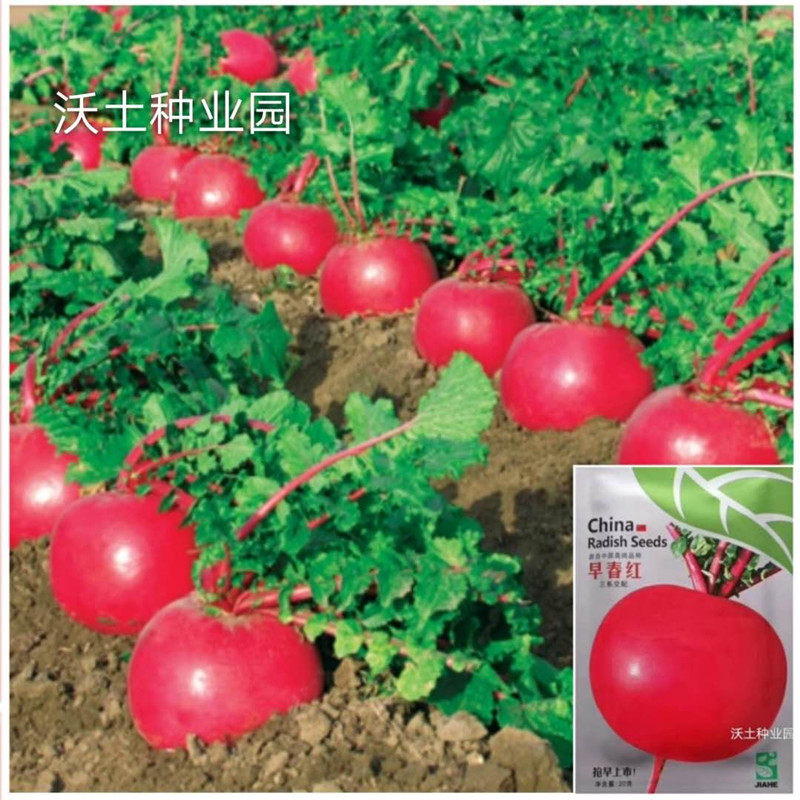 早春红萝卜种子东北雌性三系春提早耐低温抗抽薹菜八号