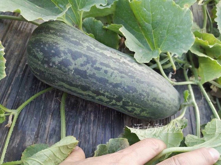 东北老品种甜瓜种子蛤蟆苏蛤蟆酥麻瓜个大晚熟好吃绿肉黑绿花常规