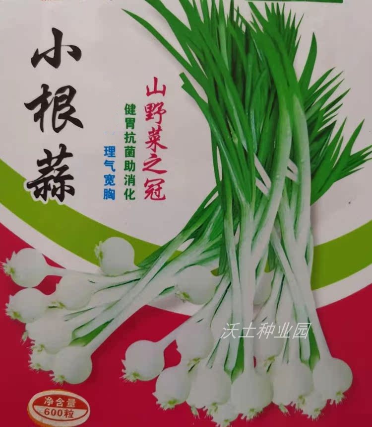 山野菜小根蒜种子山蒜野蒜大脑瓜多年生东北菜籽露地庭院种植耐寒
