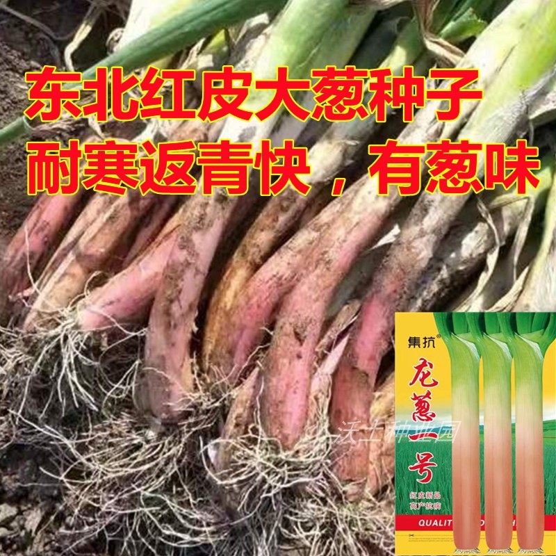 东北红皮大葱种子龙葱一号耐寒返青快好吃有葱味120厘米高新种子