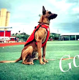 狗狗牵引绳战术胸背带套背消防搜救犬马犬德牧训练服背心马甲衣服