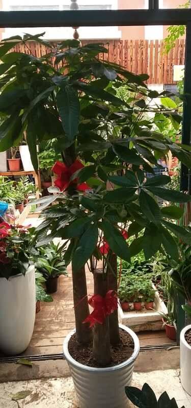 节节高升 步步高发财树 乔迁开业开张送花盆栽 苏州上海苗圃直送