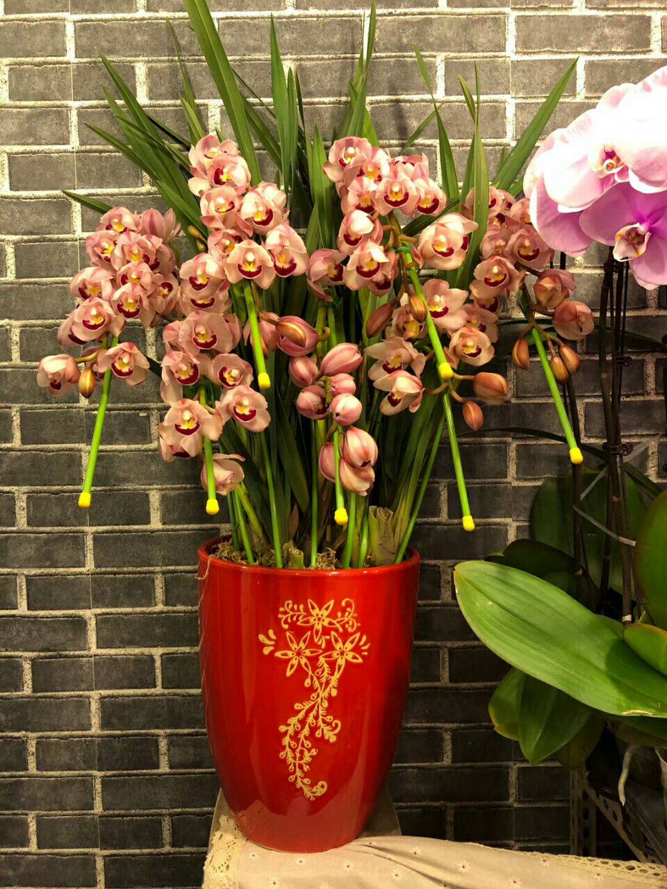 大花惠兰盆栽年宵花卉节日送花春节送客户盆栽花上海同城速递上门