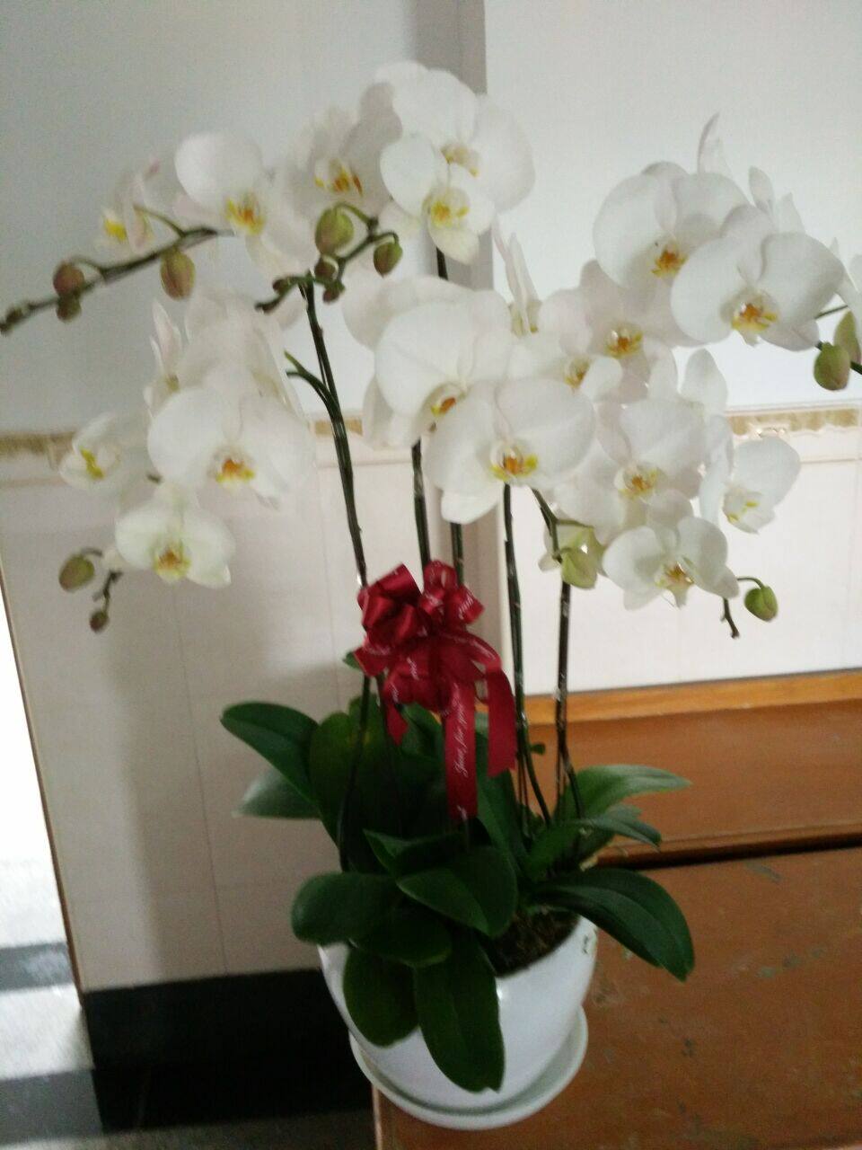 白色蝴蝶兰6枝实图实拍好看至极开业乔迁送花教师节春节中秋节花