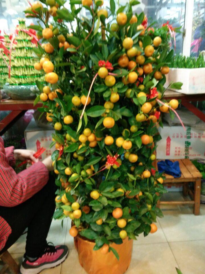 2米金桔盆栽 喜气洋洋人见人爱 春节盆栽花 公司家庭客厅摆放花