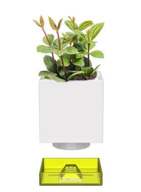 LeGrow 鲜活绿植 办公室室内桌面新手植物盆栽植物（带盆栽好）
