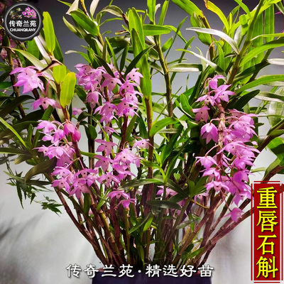 传奇兰苑重唇石斛金鱼石斛