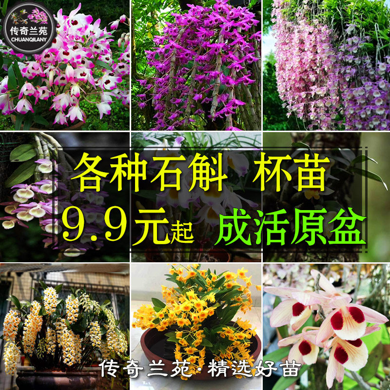 石斛杯苗 原盆成活苗 盆栽裸苗石斛兰 能吃 铁皮金钗鼓槌球花绿植