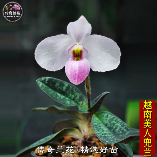 越南美人兜兰 带花苞  德式兜兰 稀有品种好养兜兰 好可爱