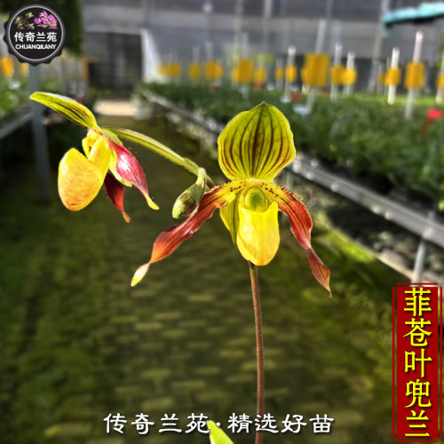 菲苍叶兜兰（苍叶x菲律宾）带花苞 喜临兜兰 稀有续花品种