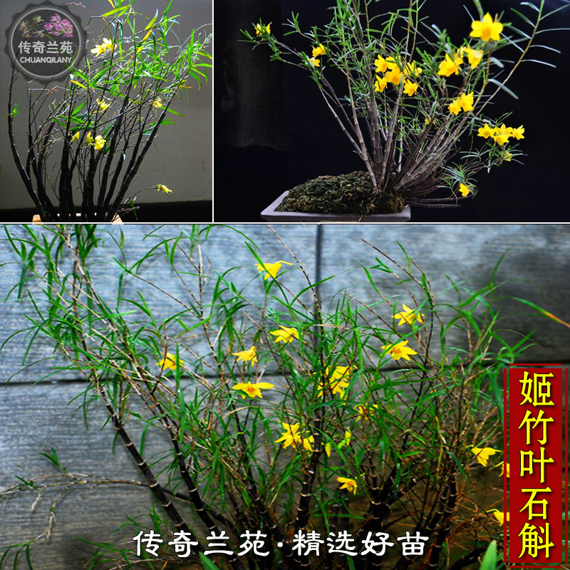 姬竹叶石斛 迷你细叶盆栽苗假山雨林缸造景绿植花卉比铁皮好包邮