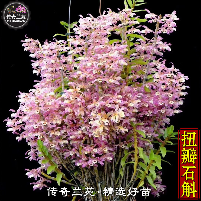 扭瓣石斛 稀有贵货越南七彩扭瓣石斛木桩带板 绿植花卉盆栽 能吃