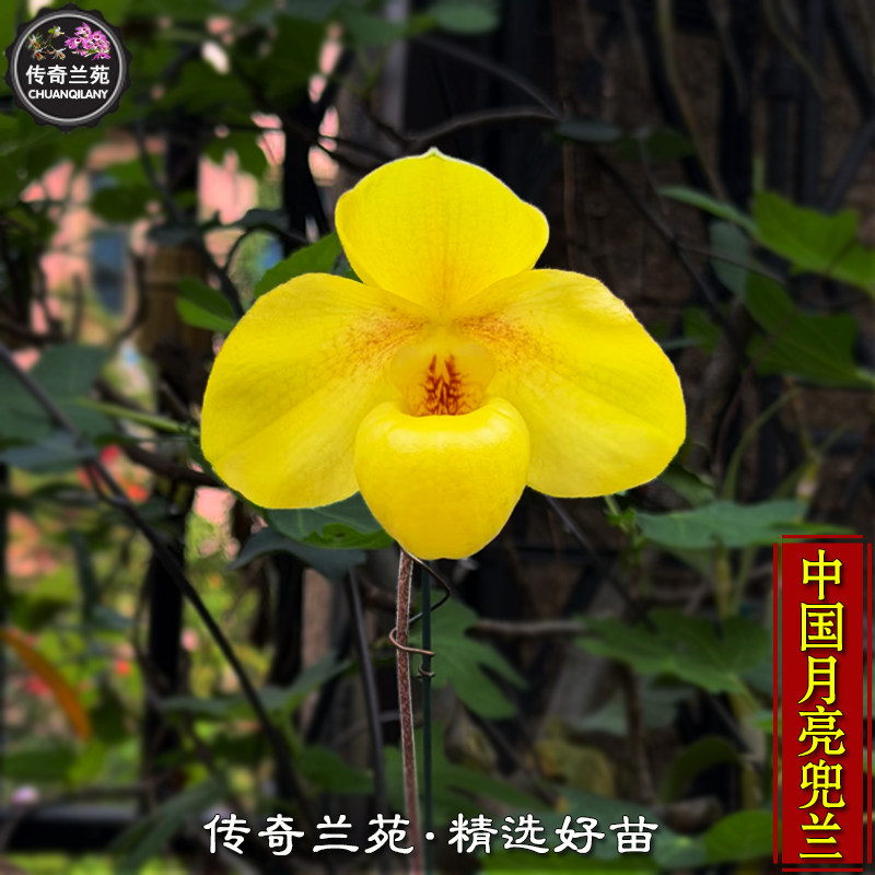 中国月亮兜兰 金童x汉氏兜兰 稀有品种