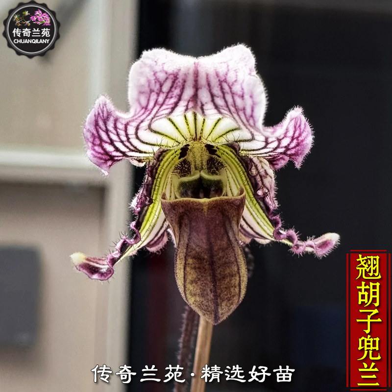 翘胡子兜兰 带花苞 稀有品种 费式兜兰 可收集品种