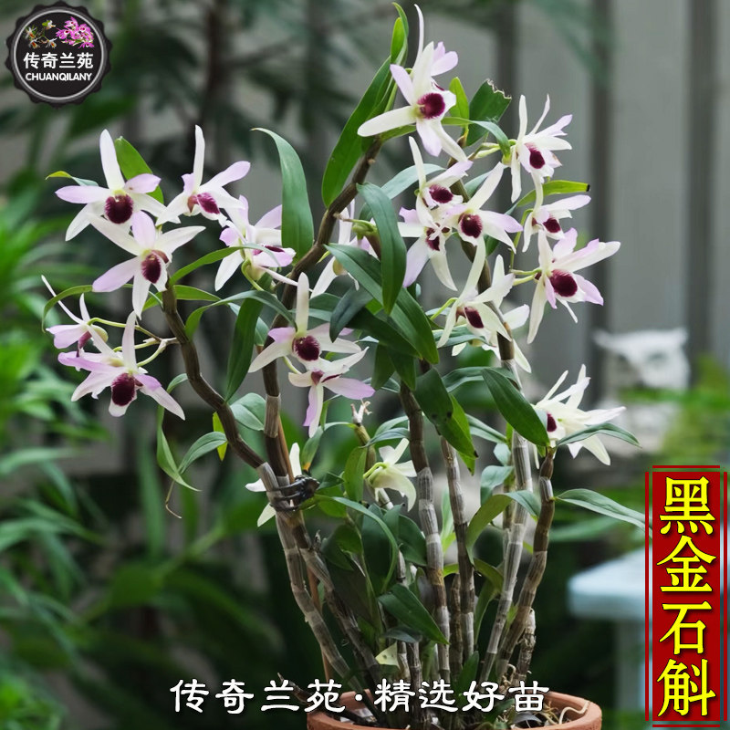 黑金石斛 稀有品种爆花型石斛兰 能吃 好养好看