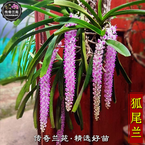 狐尾兰价格 狐尾兰图片 星期三