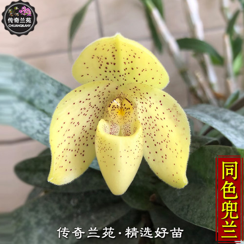 同色兜兰（成熟大苗，还没来花）稀有品种