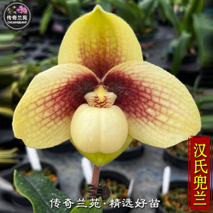汉氏兜兰 香花兜兰 稀有品种 可收集品种