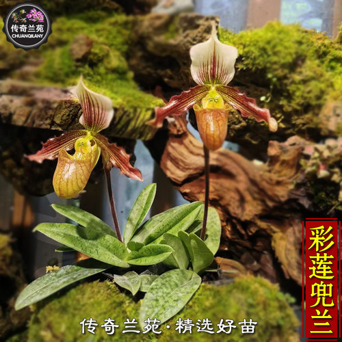 彩莲兜兰  稀有品种 彩云x陈莲兜兰