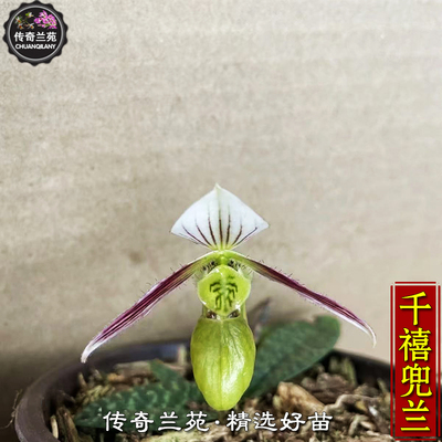 千禧兜兰 小小兜可爱兜 稀有品种 可收集品种